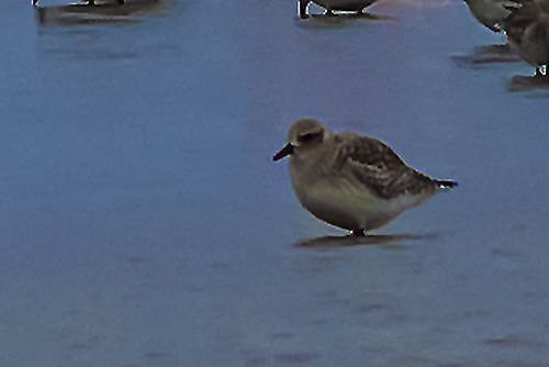 European Golden-Plover